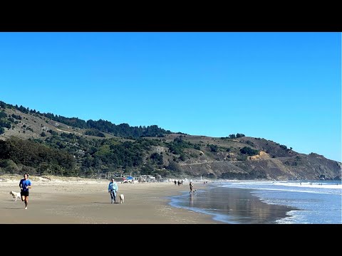 Video: Jesu li psi dopušteni na plaži stinson?