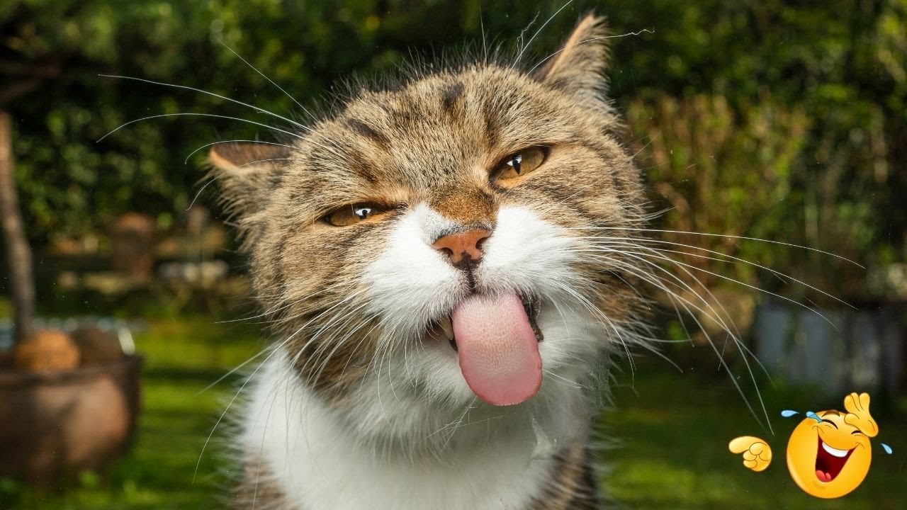 Impossível Não Rir: Veja Agora os Gatos Mais Engraçados e Se Surpreenda ...