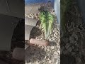 Darkling Beetle Farm Care #howtofeedyourdragon #mealwormfarming #howtofeedyourgecko #beetles