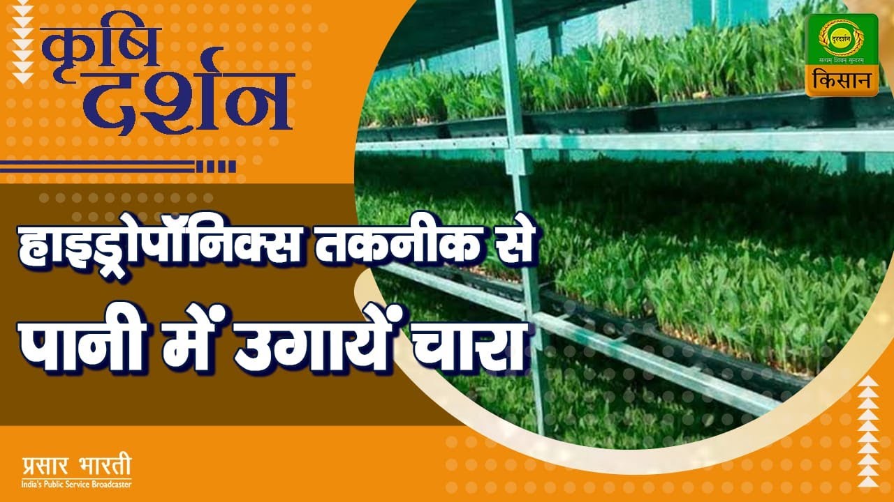 कृषि दर्शन : हाइड्रोफोनिक्स तकनीक से पानी में उगाये चारा  | Krishi Darshan | July 22, 2021