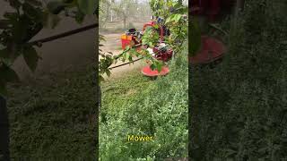Let's see how the obstacle mower works! WhatsApp &WeChat:+86 1560544772#CultivationWeeder