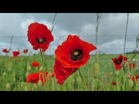 Pocklington Canal, East Riding - 12 June 2022