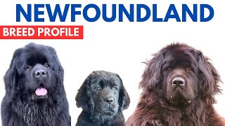 Newfoundland Dog Breed Profile History  Price  Traits  Newfoundland Dog Grooming Needs  Lifespan