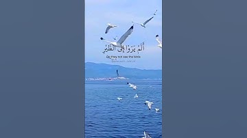 ألم يروا إلى الطير مسخرات في جو السماء. ماتيسر من سورة النحل بصوت القارئ خالد الجليل