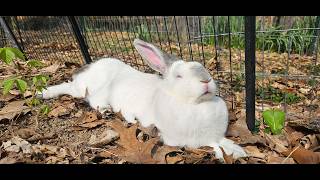 The Giant Bunz Collective Consciousness