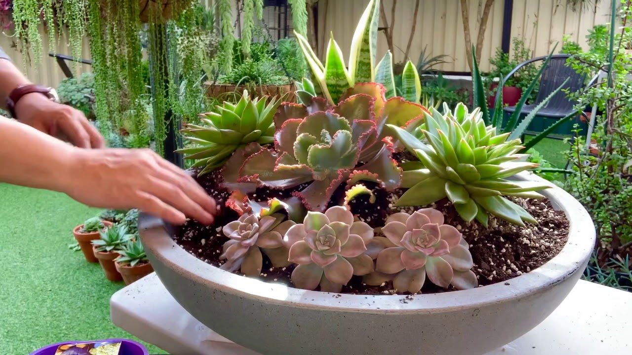 My large succulent dish arrangement.