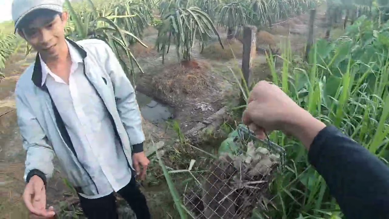 Dat lờ cá và bẩy chuột dính hàng khủng