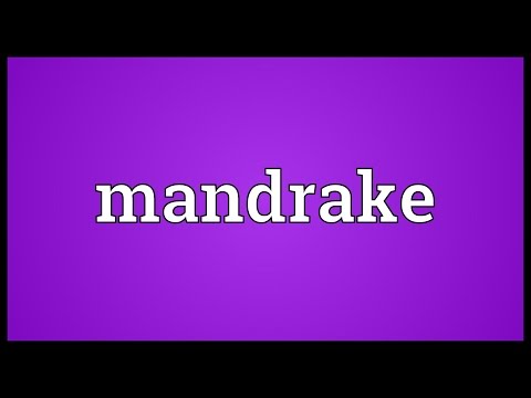Video: Mandrake: Heksenwortel - Alternatieve Mening