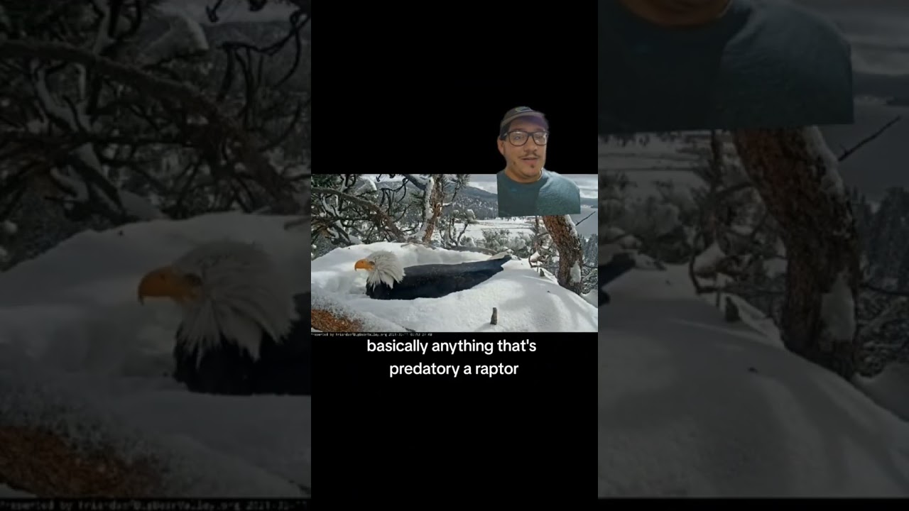 Most Birds are great parents