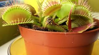 Wasp makes lucky escape from Venus Flytrap