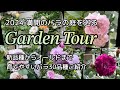 【育てやすいバラ30品種】オールドから新品種まで/我が家のバラをご紹介/病気に強く育てやすいオススメのバラ