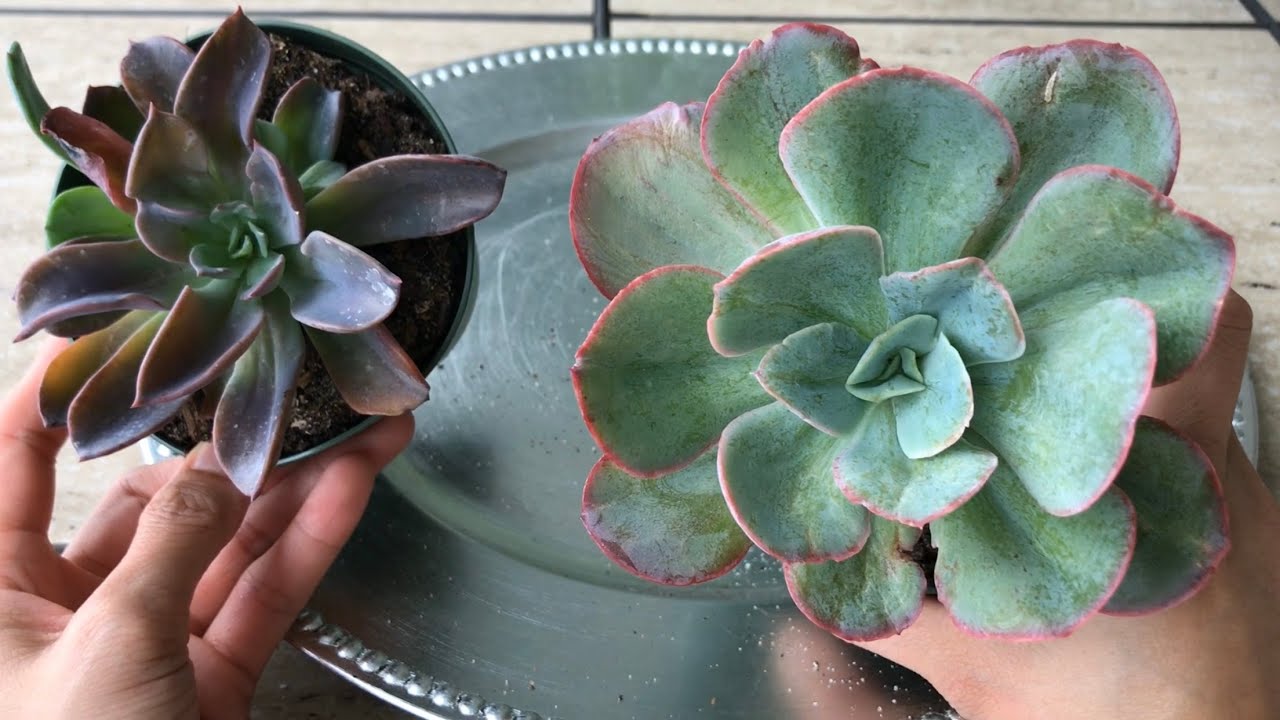 Florida Cactus Inc Haul Part 4 