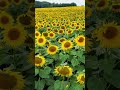 Sonnenblumen 🌻 in Nordwestmecklenburg