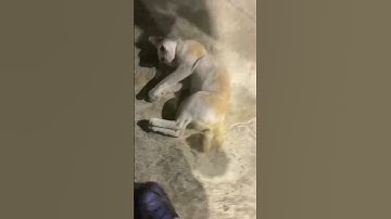 THe Lazy cat #cats #shorts