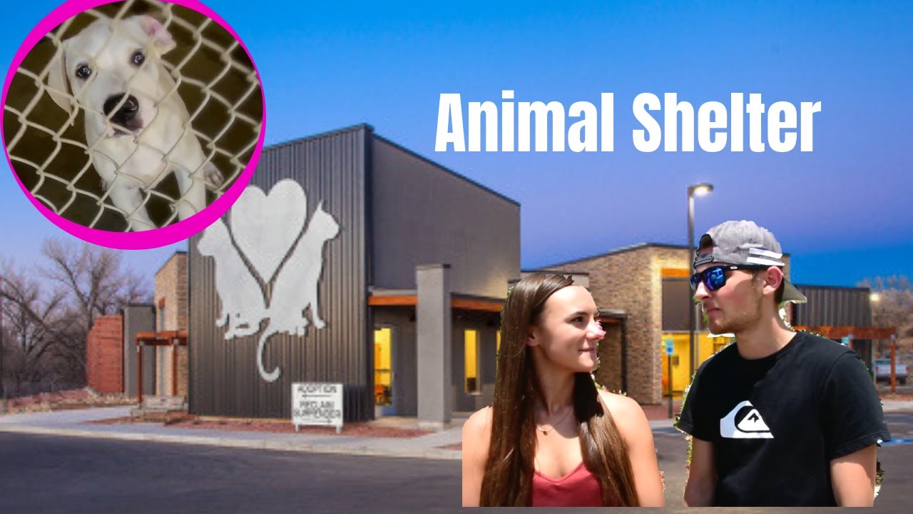 DONATING TO OUR LOCAL ANIMAL SHELTER - YouTube