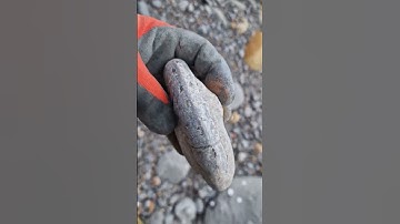 Rare upper lias #ammonite #fossil  #whitby #fossilhunter