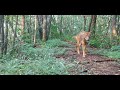 Área de Conservación Tempisque '  Wildlife Video #2