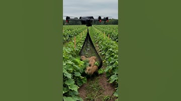 Drones capture wild boars that destroy crops #villagelife#smartfarming #rurallife