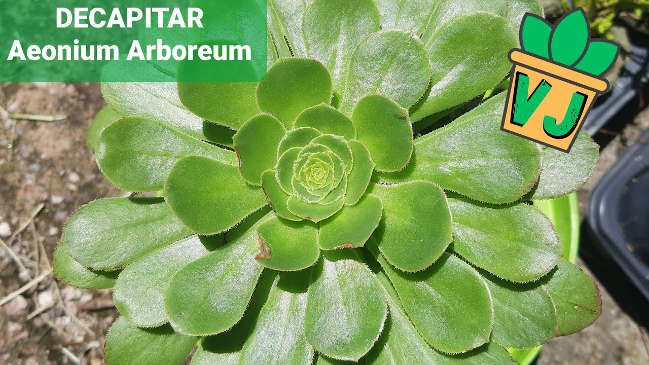 Como decapitar Aeonium Arboreum