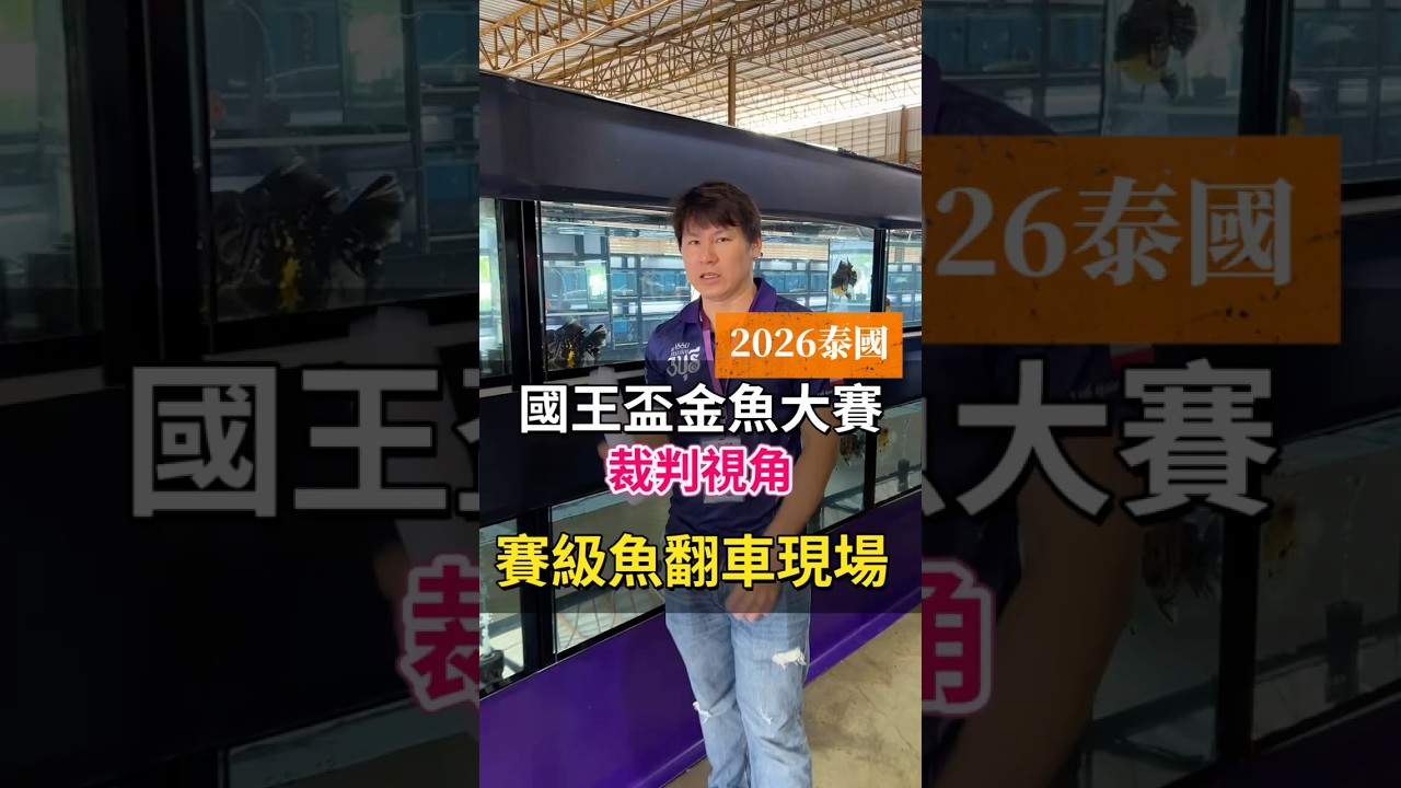 在家是條龍,選美變條蟲?頂級金魚「立鱗、翻覆、呆滯」無情淘汰!裁判揭秘大賽最殘酷現場。#金魚專賣店#台中彰化水族#獅頭#蘭壽#養金魚 縮圖