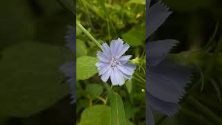 💙 Wild Chicory Bloom Under the Sky &amp; Trees | Nature’s Gentle Beauty 🌳