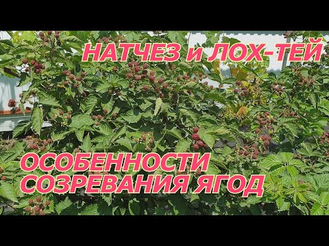 Ежевика Натчез и Лох Тей особенности созревания ягод