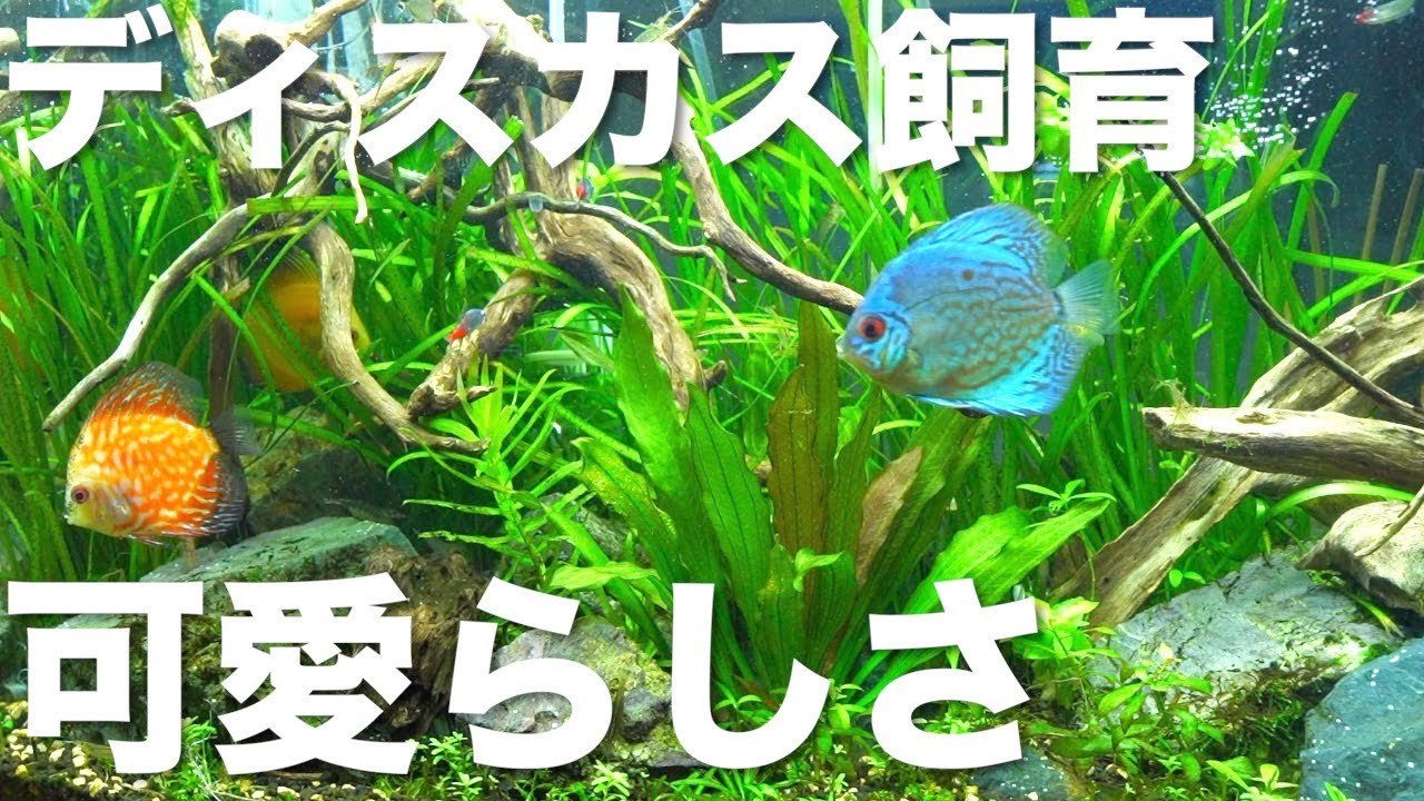 アクアリウム ディスカス水槽 水槽 Youtube