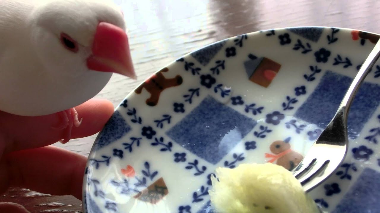 メロンそろそろ食べてみる 動画もあり 文鳥ちゃんと暮らしてみたら メロンそろそろ食べてみる 動画もあり 文鳥ちゃんと暮らしてみたら