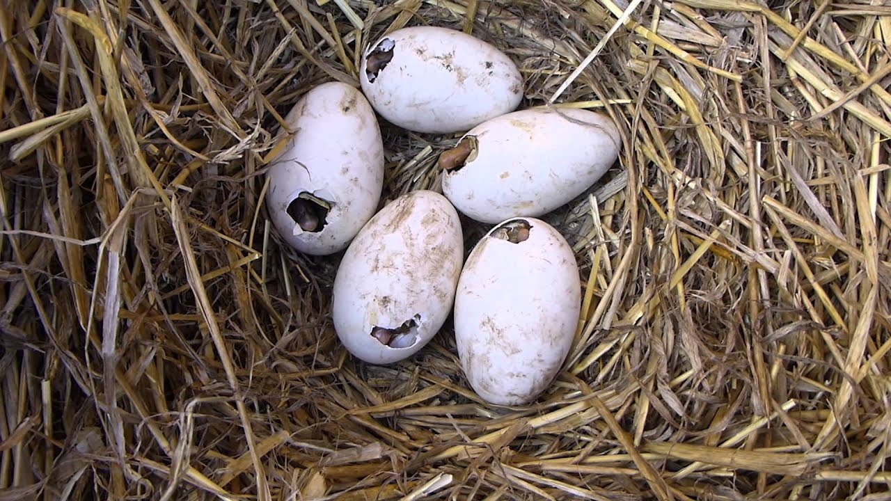 Mealworm eggs hatching