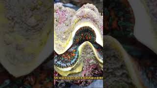 砗磲：海洋巨人背后的生态秘密与生存危机