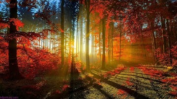 سورة الإخلاص  بصوت القارئ  عبد الرحمن مسعد