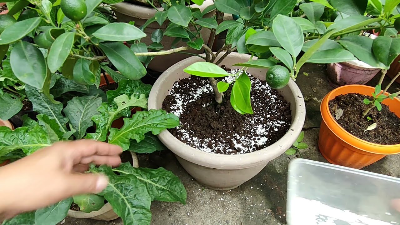 Paano Pabungahin at Alagaan ang Kalamansi sa Container