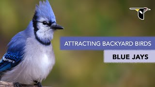 Attracting Backyard Birds: Blue Jays