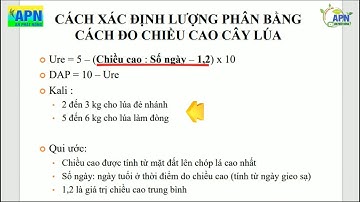 APN - CÁCH TÍNH LƯỢNG PHÂN CẦN BÓN CHO LÚA DỰA VÀO CHIỀU CAO #cachtinhluongphan #bonphancholua #lua