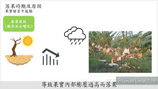 第十五組 : 巫羽婷、黃佳恬、張奕慈 鳳梨釋迦生理落果現象防治