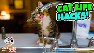 Cat Life Hacks That’ll Change Your Life Too