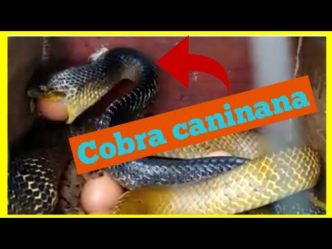 Vídeo mostra cobra caninana que sempre volta na mesma casa; 'a gente até já  acostumou' – Metro World News Brasil