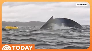 Watch Stunning Video Shows Kayaker Briefly Swallowed By A Whale