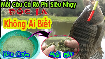 Mồi Câu Cá Rô Phi Làm Bằng Bèo Cám (Bèo Tấm) Độc Lạ Chưa Ai Biết | Xem Song Đi Vớt Bèo Liền