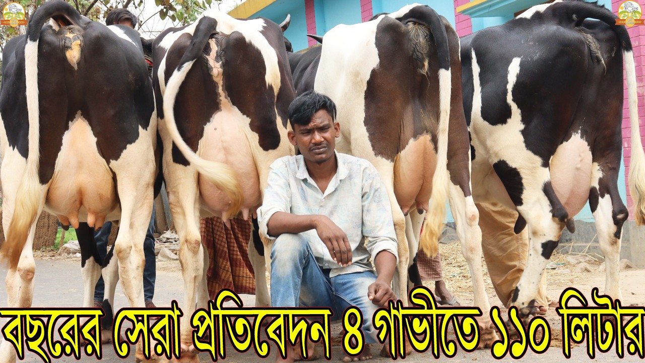 এই বছরের সেরা প্রতিবেদন ৪ গাভীতে ১১০ লিটার । পুরো পাবনা জেলা ও রাজশাহী বিভাগ কাঁপানো এমন গাভী আর নেই