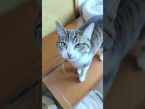 キジ猫は甘えん坊 - Cute cats Ohagi - #Shorts