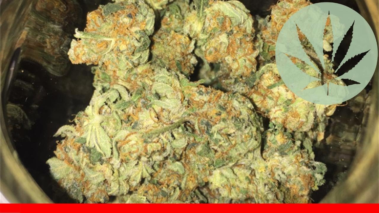 Cbd Shark - All About This Strain