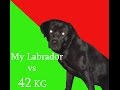 Labrador vs 42 kg 