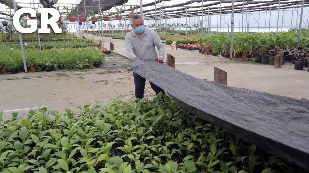 Como PROTEGER nuestras plantas de las HELADAS❄️❄️ 