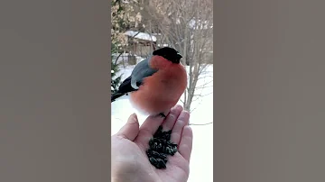 Снегирь ест семечки с руки | Bullfinch eats seeds from the hand