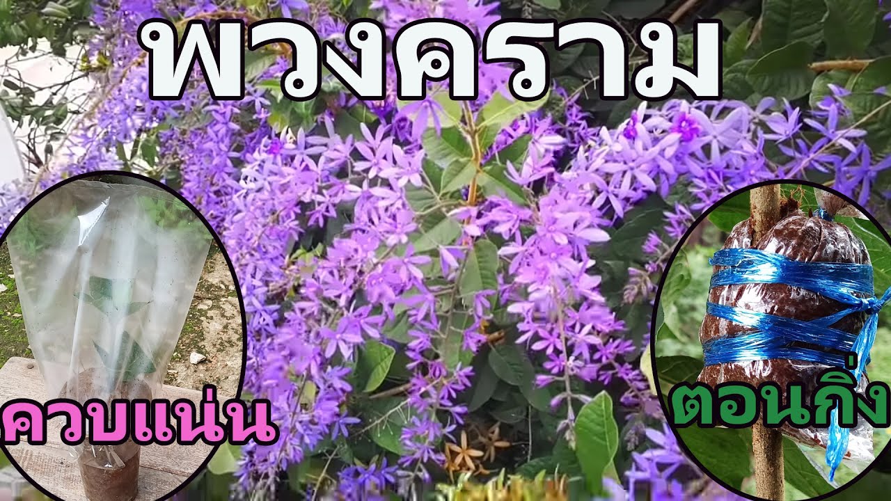 ปลูกต้นดอกพวงคราม ด้วยวิธีควบแน่นหรือตอนกิ่ง ดีกว่ากัน l Pai91.5