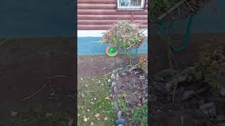 ДАЧА/РАБОТА И ДЕЛА НА ДАЧЕ#дача#блог#сад#огород#дела#работа#подготовка#gardens#nature#садовод