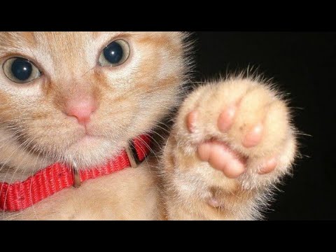 Cute animals - Funny cats / Dogs / Baby animals - Funny animal videos / Funny animals #12