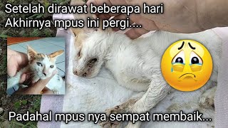 INNALILAHI, Pergilah Dengan Damai Mpus.. Tugas mu di Dunia Telah Usai 🥺 by Sahabat Meongers 1,147 views 2 weeks ago 11 minutes, 55 seconds