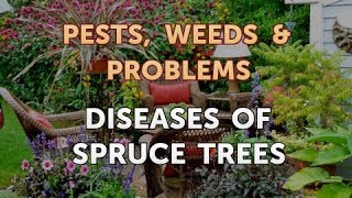 Diseases of Spruce Trees